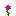 pink_flower